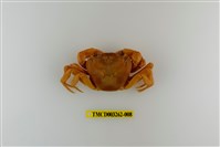 藏品(拉氏清溪蟹)的圖片